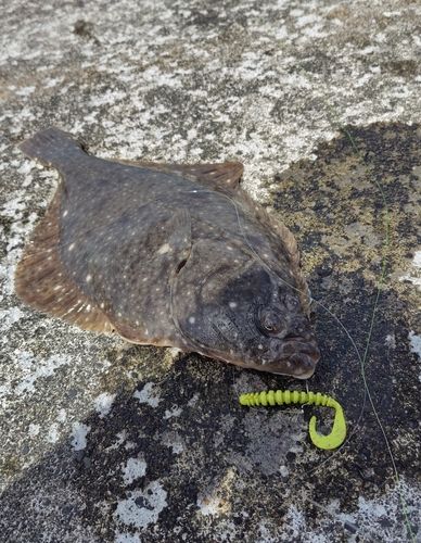 イシガレイの釣果