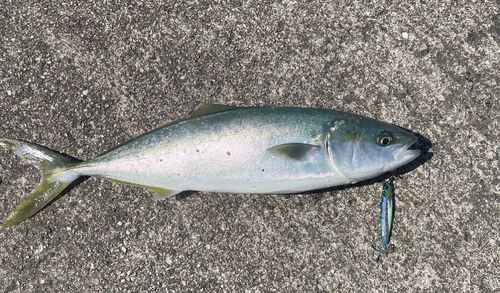 ヤズの釣果