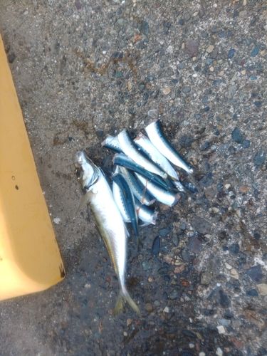 アジの釣果