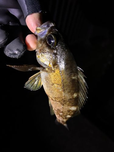 シロメバルの釣果