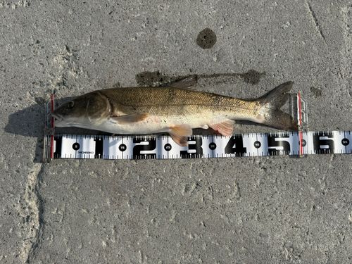 ウグイの釣果