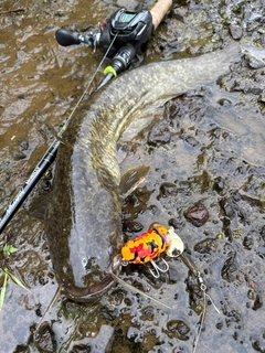 ナマズの釣果