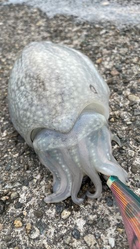 シリヤケイカの釣果