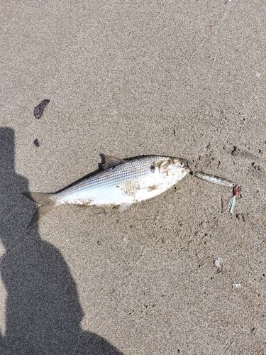 コノシロの釣果