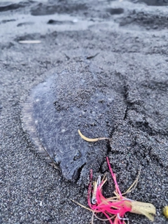 ソゲの釣果