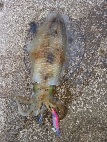 アオリイカの釣果