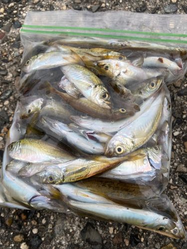 アジの釣果