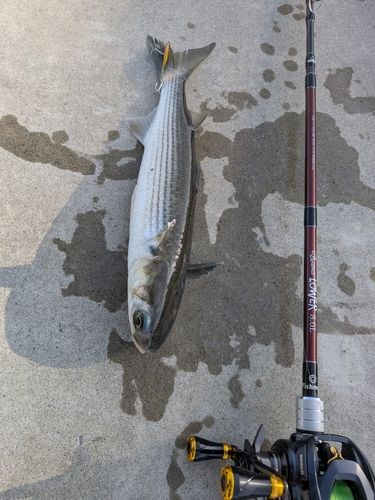 ボラの釣果