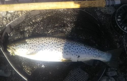 ブラウントラウトの釣果