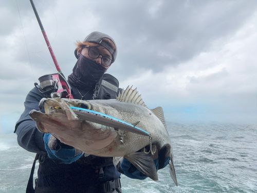 ヒラスズキの釣果