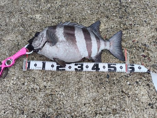 イシダイの釣果