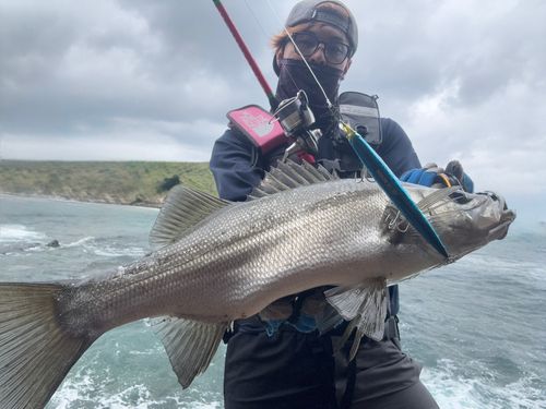 ヒラスズキの釣果