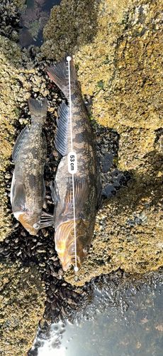 アブラコの釣果