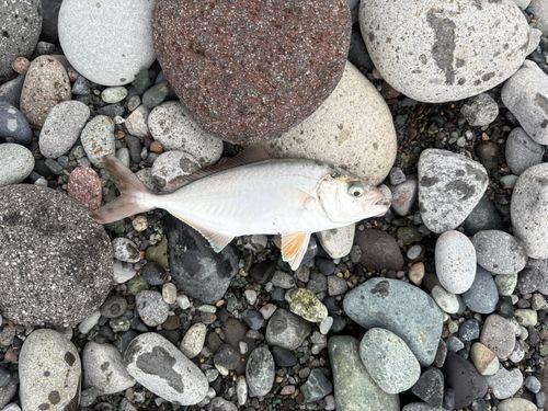 ショゴの釣果