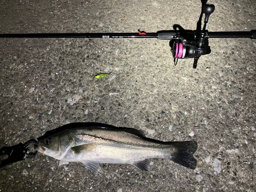 シーバスの釣果