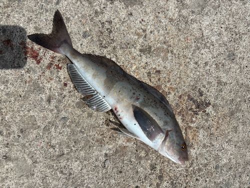 ホッケの釣果