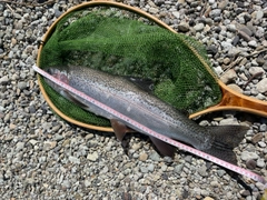 ニジマスの釣果