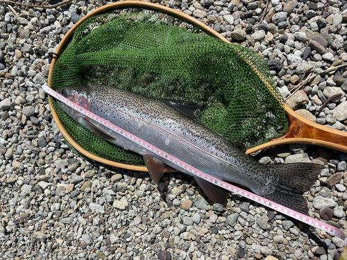 ニジマスの釣果