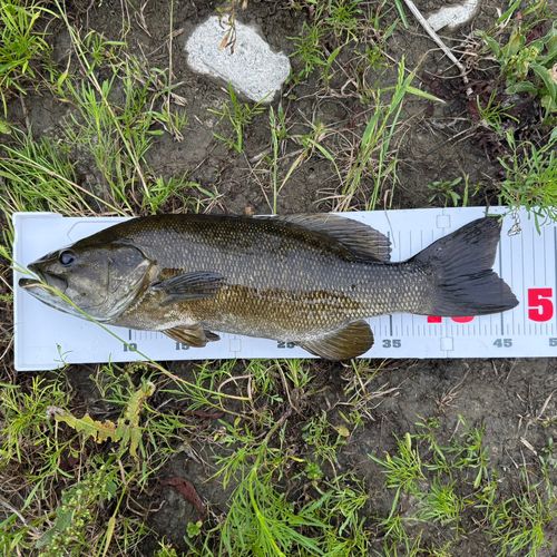 スモールマウスバスの釣果