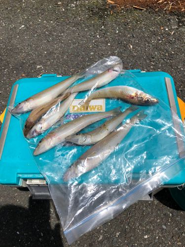 キスの釣果