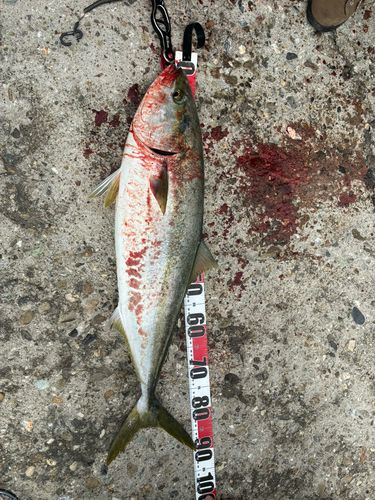 ブリの釣果