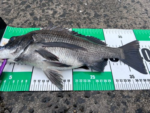 チヌの釣果