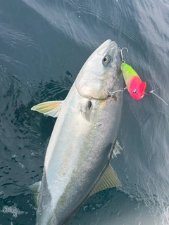 ワラサの釣果