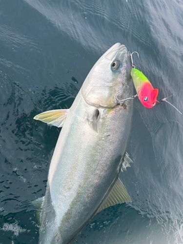 ワラサの釣果