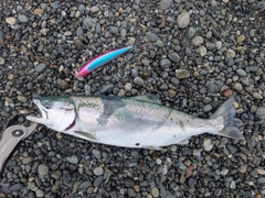 サクラマスの釣果