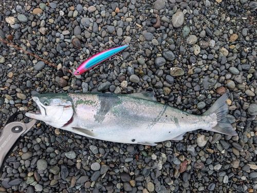 サクラマスの釣果