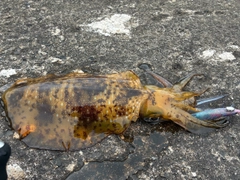 アオリイカの釣果