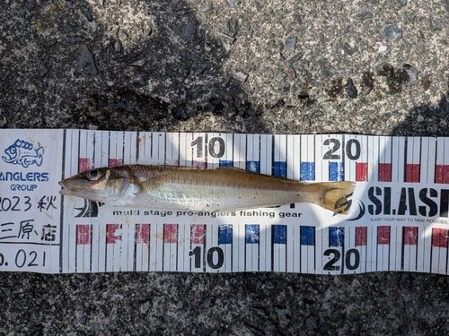 シロギスの釣果