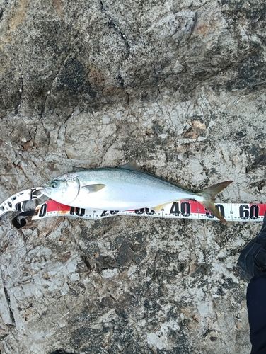 イナダの釣果