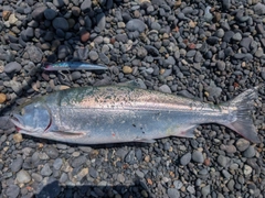 サクラマスの釣果