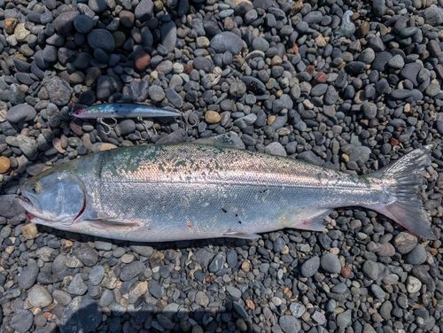サクラマスの釣果