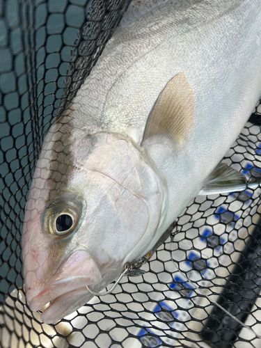 ヒレナガカンパチの釣果