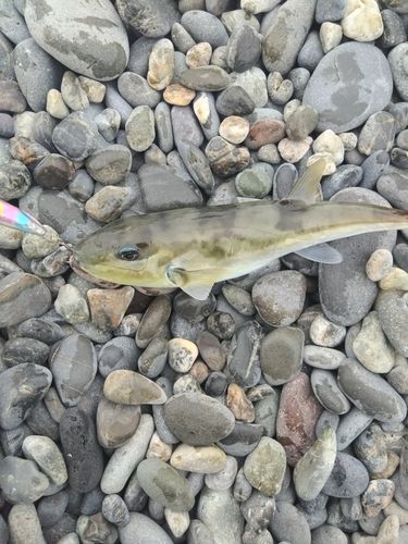 シロサバフグの釣果