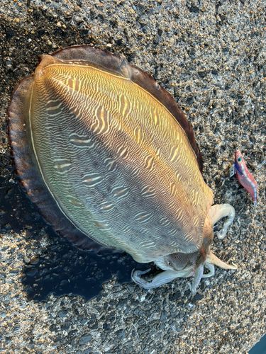 モンゴウイカの釣果