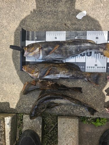 アイナメの釣果
