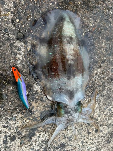 アオリイカの釣果