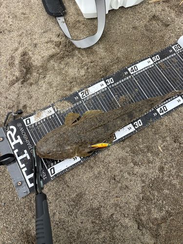 マゴチの釣果