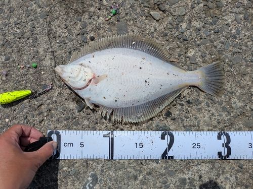 マガレイの釣果
