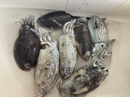シリヤケイカの釣果