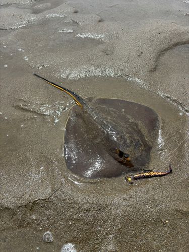 エイの釣果