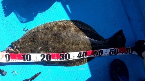 ヒラメの釣果