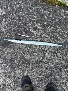 ダツの釣果