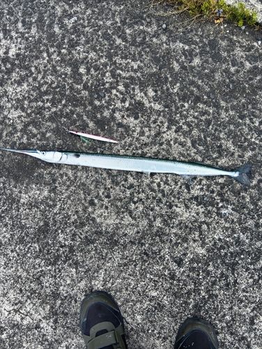 ダツの釣果