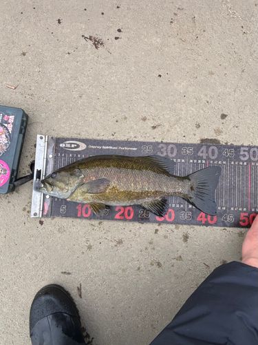 スモールマウスバスの釣果