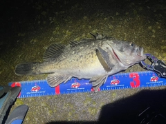 クロソイの釣果