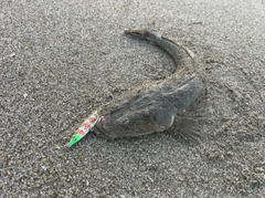 コチの釣果